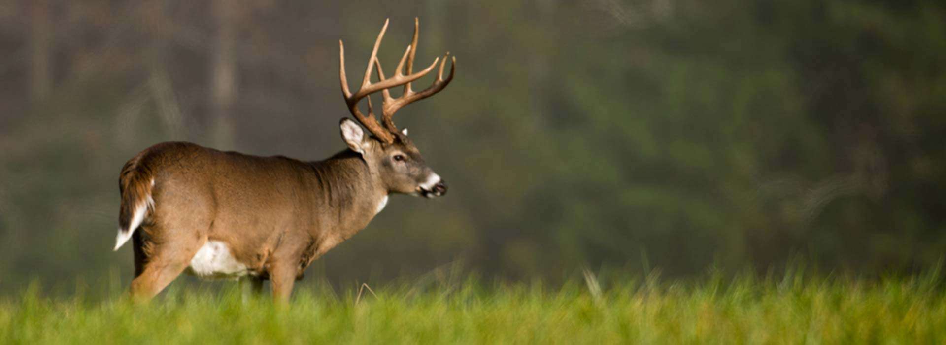 Custom Whitetail Hunts Custom Whitetail Hunts