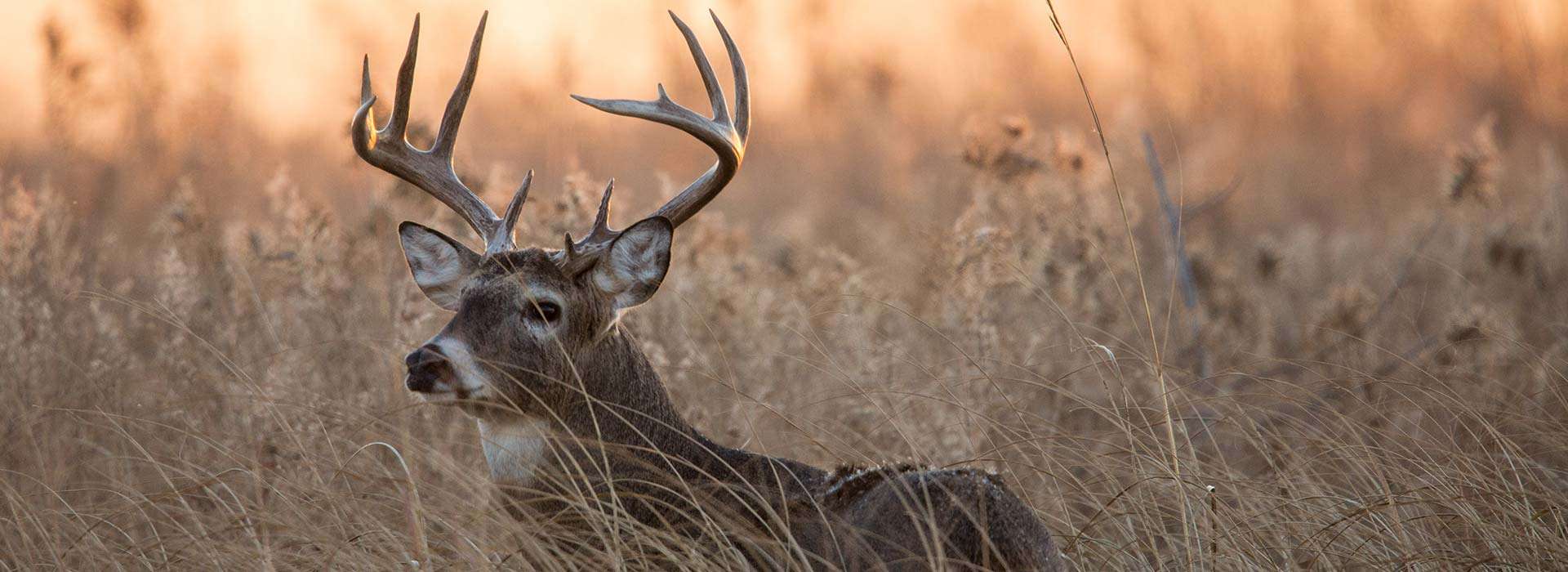 Whitetail Rates Whitetail Rates