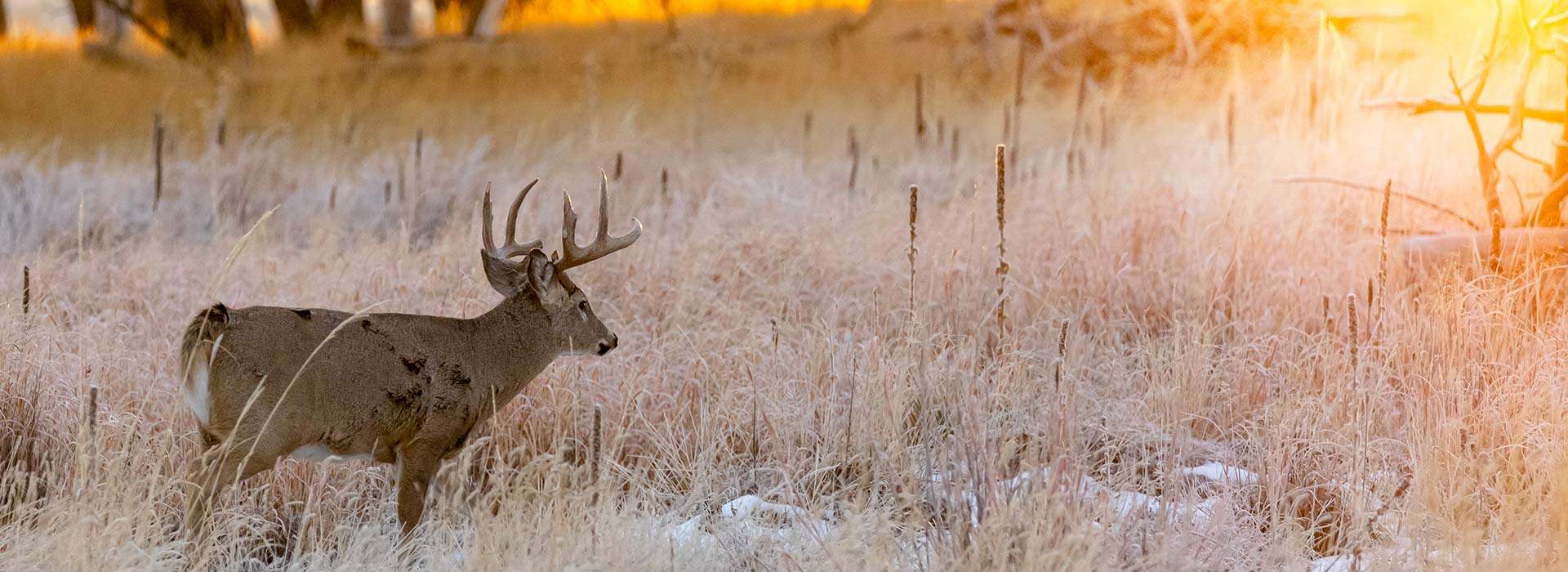 Semi Guided Whitetail Hunts Semi Guided Whitetail Hunts